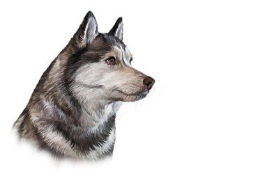 Çizim Sibirya Husky köpek, portre 
