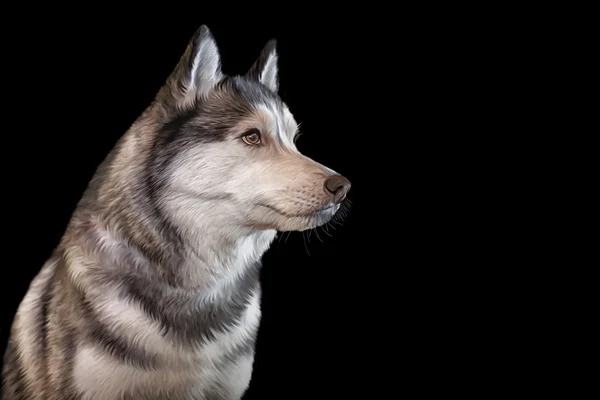 Sibiřský Husky psa kresba, portrét — Stock fotografie