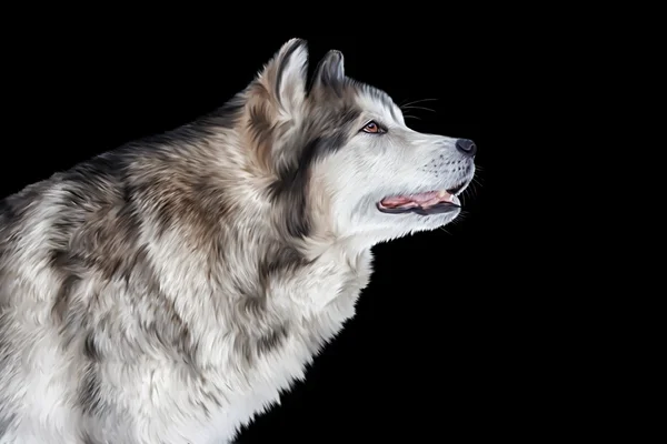 Drawing Dog Alaskan Malamute — Stock Photo, Image