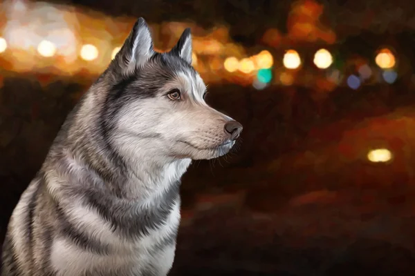 Tekening Siberische Husky hond, portret — Stockfoto