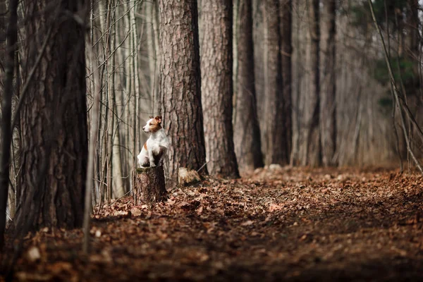 Hunderasse Jack Russell Terrier spaziert im Wald — Stockfoto