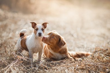 Dog Jack Russell Terrier and Dog Nova Scotia Duck Tolling Retriever  walking in the park