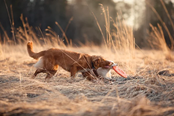 Chien Jack Russell Terrier et chien Nouvelle-Écosse Duck Tolling Retriever marchant dans le parc — Photo