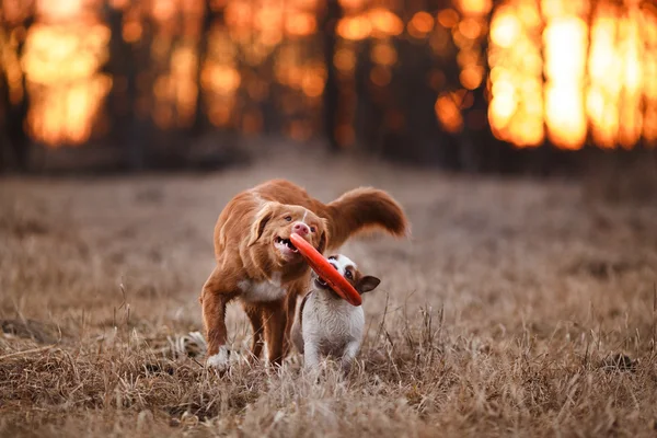 Dog Jack Russell Terrier and Dog Nova Scotia Duck Tolling Retriever  walking in the park — Zdjęcie stockowe