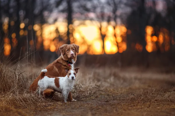 Dog Jack Russell Terrier e Dog Nova Scotia Duck Tolling Retriever andando no parque — Fotografia de Stock
