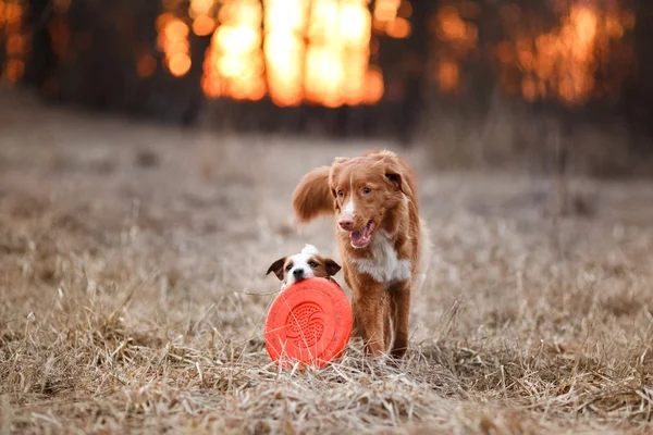 Dog Jack Russell Terrier and Dog Nova Scotia Duck Tolling Retriever  walking in the park — Stok fotoğraf