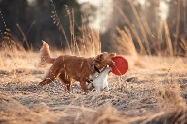 Hund Jack Russell Terrier und Hund Nova Scotia Ente Maut Retriever Gassi gehen im Park — Stockfoto