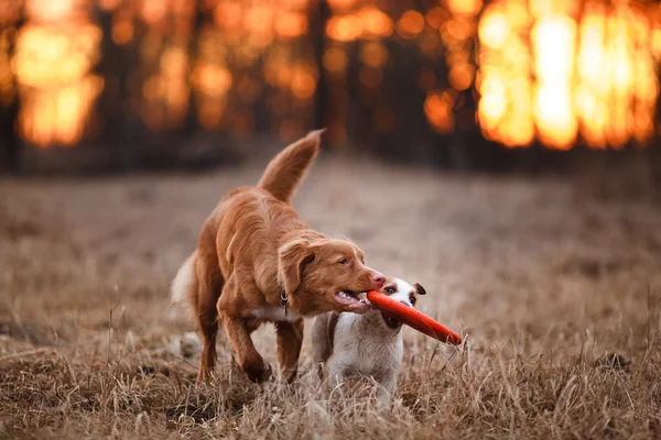Dog Jack Russell Terrier and Dog Nova Scotia Duck Tolling Retriever  walking in the park — Zdjęcie stockowe