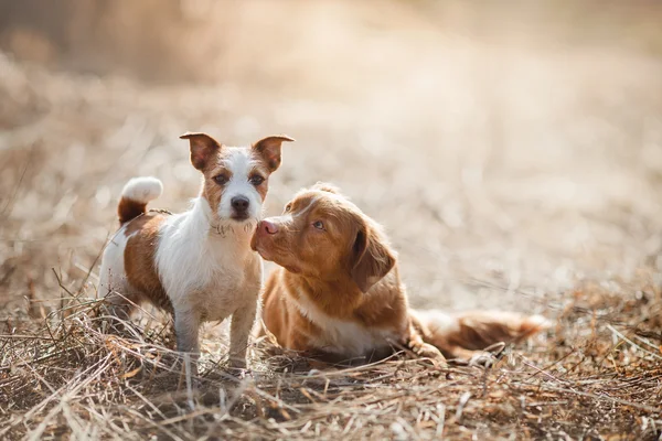 Perro Jack Russell Terrier y Perro Nova Scotia Tolling Retriever caminando en el parque —  Fotos de Stock