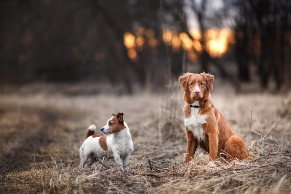 Dog Jack Russell Terrier and Dog Nova Scotia Duck Tolling Retriever  walking in the park — Stock Photo, Image