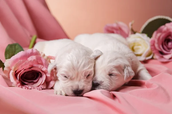 ゴールデンレトリーバー子犬 — ストック写真