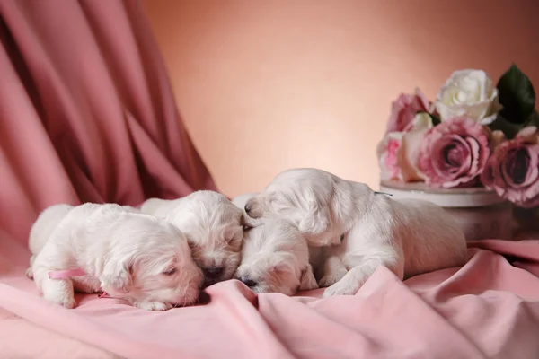 Pequeno filhote de cachorro Golden retriever — Fotografia de Stock