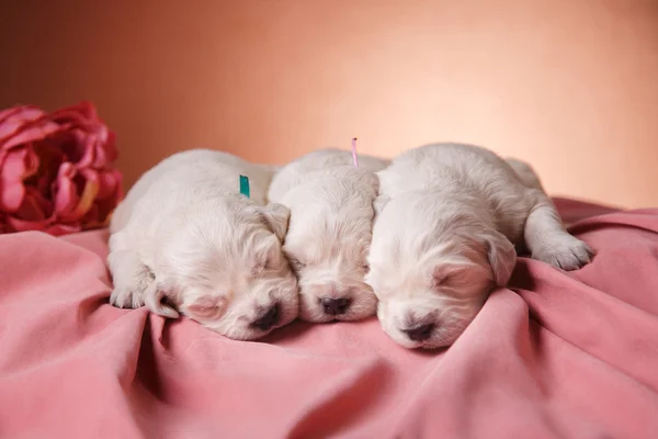 Mały szczeniak Golden retriever — Zdjęcie stockowe