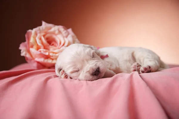 Den lille valpen Gylne retriever – stockfoto