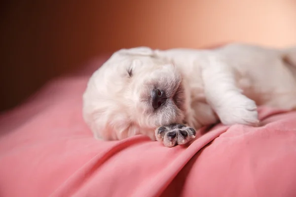 ゴールデンレトリーバー子犬 — ストック写真