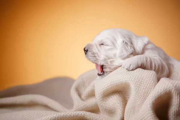 Pequeño cachorro Golden retriever —  Fotos de Stock