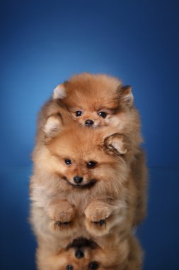 Renkli bir arka plan üzerinde Pomeranian köpek yavrusu