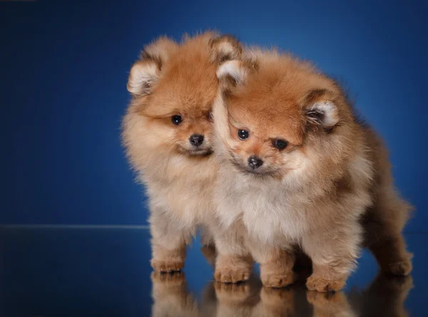 Pomeranian valp på en färgad bakgrund — Stockfoto