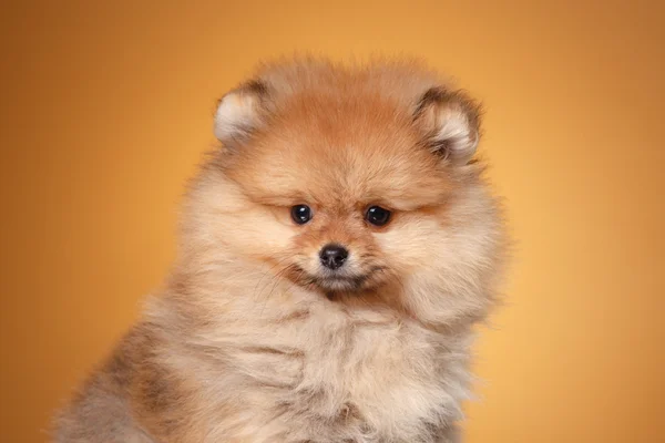 Cachorrinho da Pomerânia em um fundo colorido — Fotografia de Stock