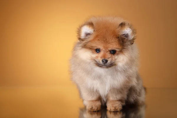 Pomeranian cachorro sobre un fondo de color — Foto de Stock
