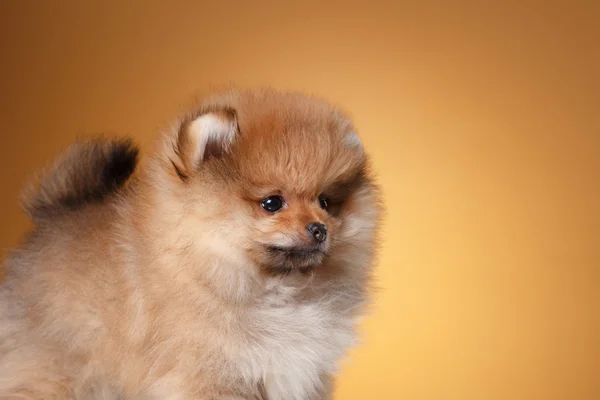 Pomeranian valp på en färgad bakgrund — Stockfoto