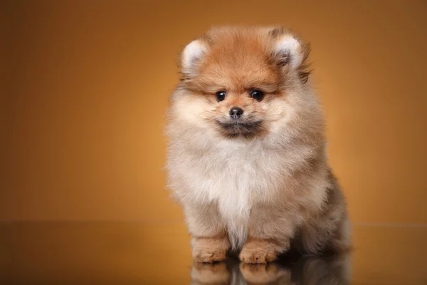 Cucciolo di Pomerania su sfondo colorato — Foto Stock
