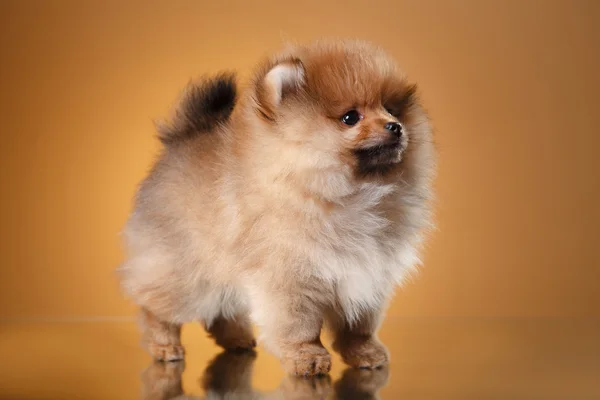 Anjing Pomeranian dengan latar belakang berwarna — Stok Foto