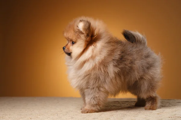 Pomeranian puppy on a colored background — Stock Photo, Image
