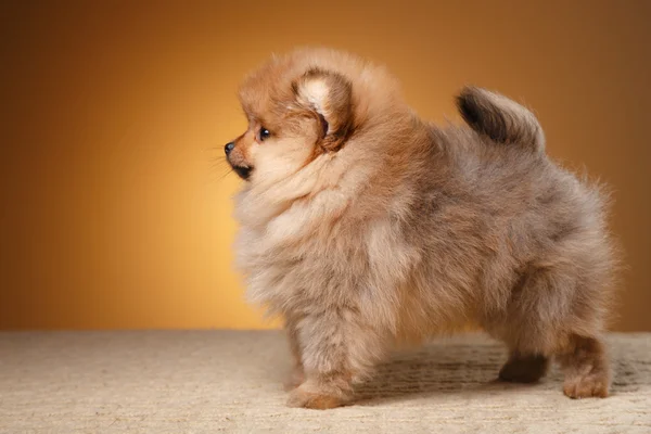 Renkli bir arka plan üzerinde Pomeranian köpek yavrusu — Stok fotoğraf