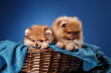 Renkli bir arka plan üzerinde Pomeranian köpek yavrusu