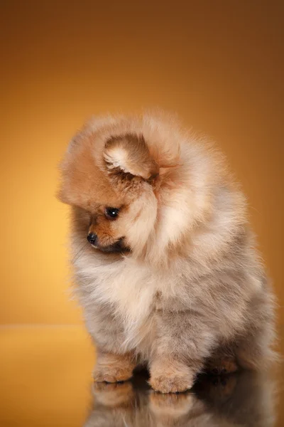 Renkli bir arka plan üzerinde Pomeranian köpek yavrusu — Stok fotoğraf