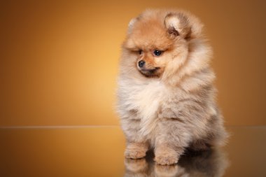 Renkli bir arka plan üzerinde Pomeranian köpek yavrusu