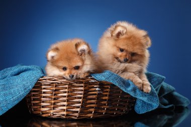 Renkli bir arka plan üzerinde Pomeranian köpek yavrusu