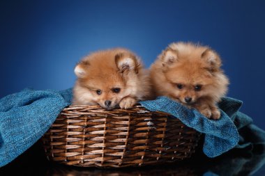 Renkli bir arka plan üzerinde Pomeranian köpek yavrusu