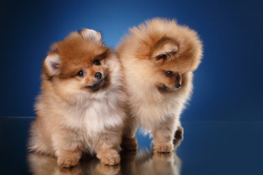 Renkli bir arka plan üzerinde Pomeranian köpek yavrusu