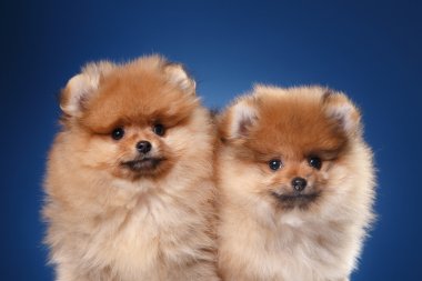 Renkli bir arka plan üzerinde Pomeranian köpek yavrusu
