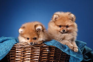 Renkli bir arka plan üzerinde Pomeranian köpek yavrusu
