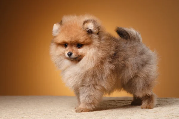 Pomeranian valp på en färgad bakgrund — Stockfoto