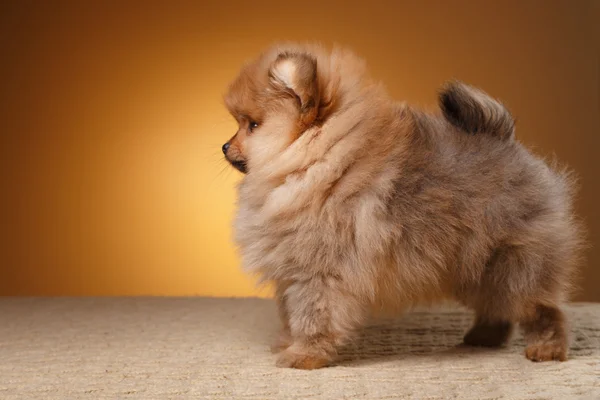 Pomeranian cachorro sobre un fondo de color — Foto de Stock