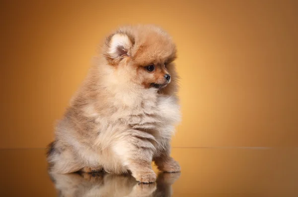 Pommeren pup op een gekleurde achtergrond — Stockfoto