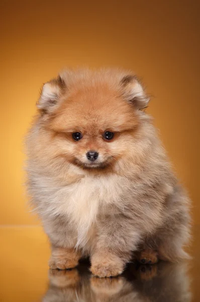 Cucciolo di Pomerania su sfondo colorato — Foto Stock