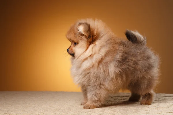 Pomeranian cachorro sobre un fondo de color — Foto de Stock