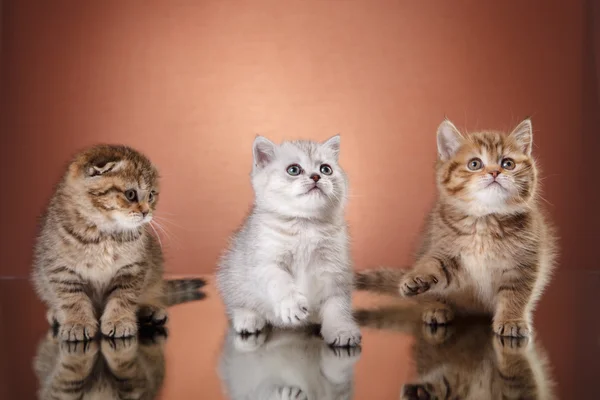 Schotse kitten, portret kitten op een studio kleur achtergrond — Stockfoto