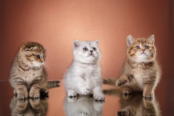 Gatito escocés, retrato gatito en un estudio de color de fondo — Foto de Stock