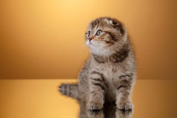 Scottish kitten, portrait kitten on a studio color background — Stock Photo, Image