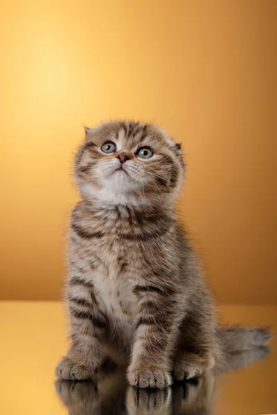 Chaton écossais, chaton portrait sur un fond de couleur studio — Photo