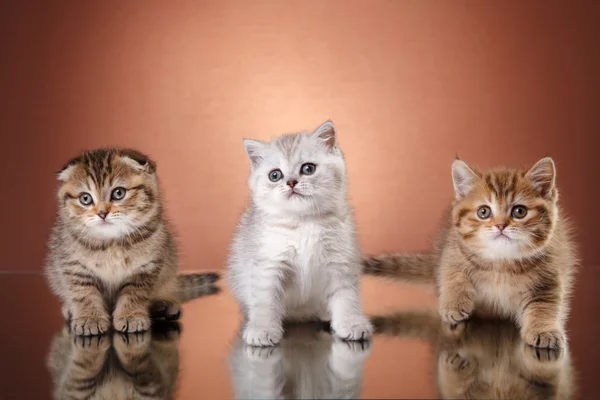 Schotse kitten, portret kitten op een studio kleur achtergrond — Stockfoto