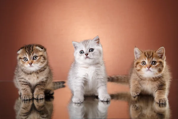 Gatito escocés, retrato gatito en un estudio de color de fondo —  Fotos de Stock