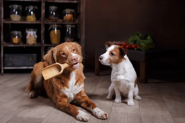 Chien de race Jack Russell Terrier et Chien Nouvelle-Écosse Duck Tolling Retriever, les aliments sont sur la table dans la cuisine — Photo