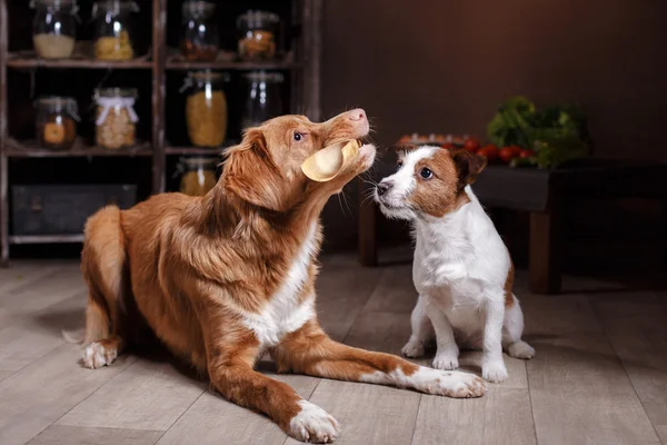 Razza di cani Jack Russell Terrier e Dog Nova Scotia Duck Tolling Retriever, gli alimenti sono sul tavolo in cucina — Foto Stock